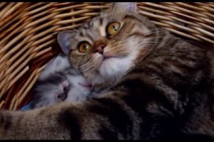 Mommy Cat Hugs her Baby Cute Kitten