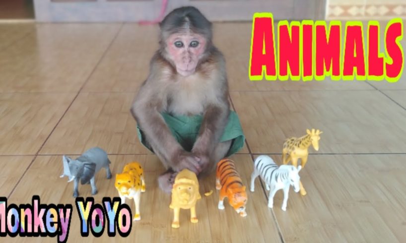 Monkey Baby Yoyo Play With Toy Animals
