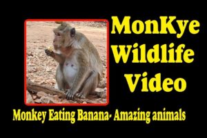 Monkey Eating Banana - Amazing animals | Monkey Wildlife Video