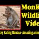 Monkey Eating Banana - Amazing animals | Monkey Wildlife Video