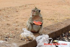 Monkey Eating Watermelon | Monkey Wildlife Video