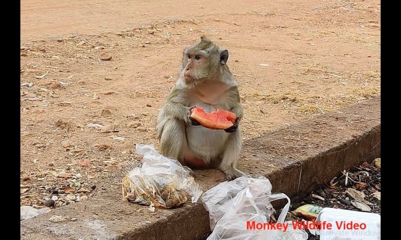 Monkey Eating Watermelon | Monkey Wildlife Video