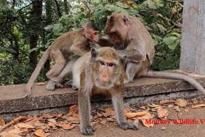 Monkey Got Massage on Free Time after lunch  - Animals Secret  | Monkey Wildlife Video