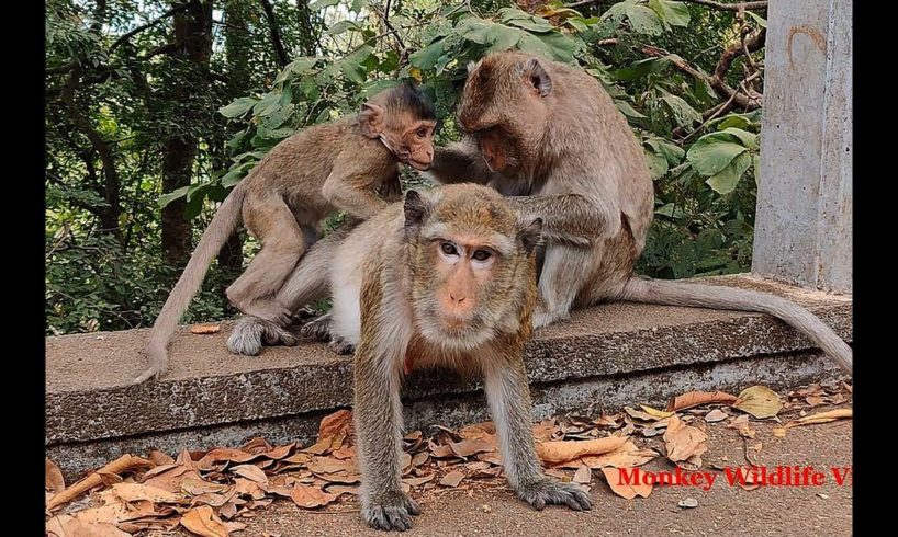 Monkey Got Massage on Free Time after lunch  - Animals Secret  | Monkey Wildlife Video