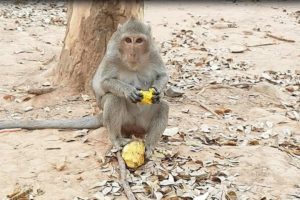 Monkey Wildlife Video | Monkeys Eating Mango