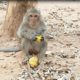 Monkey Wildlife Video | Monkeys Eating Mango