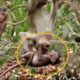 Monkey baby learned to climb tree?he playing so happy,They live happily ever after