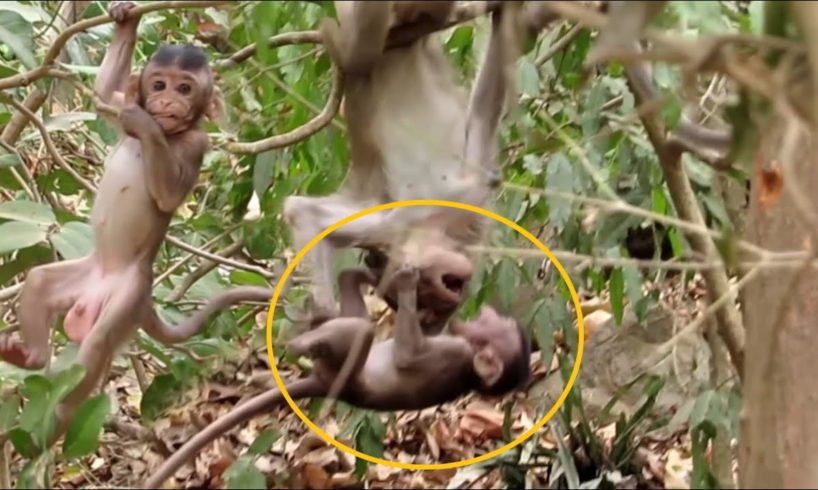 Monkey baby learned to climb tree?he playing so happy,They live happily ever after