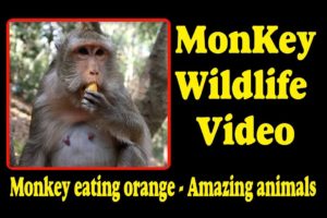 Monkey eating orange -  Amazing animals | Monkey Wildlife Video