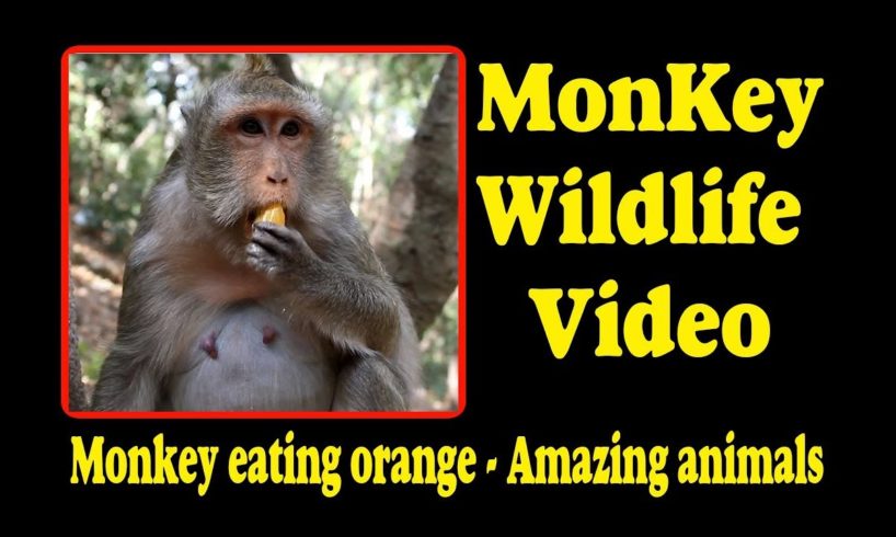 Monkey eating orange -  Amazing animals | Monkey Wildlife Video