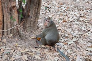 Monkeys Eating Mango 2020 | Monkey Wildlife Video