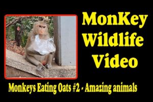 Monkeys Eating Oats #2 -  Amazing animals | Monkey Wildlife Video