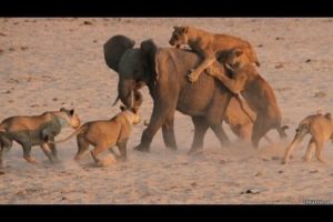 Most Amazing Wild Animal Attacks #1- CRAZIEST Animal Fights  -  lion,,anaconda, deer, Crocodile