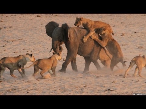 Most Amazing Wild Animal Attacks #1- CRAZIEST Animal Fights  -  lion,,anaconda, deer, Crocodile