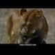 Most Amazing Wild Animal Attacks   Top 10 Craziest Animal Fights Caught On Camer