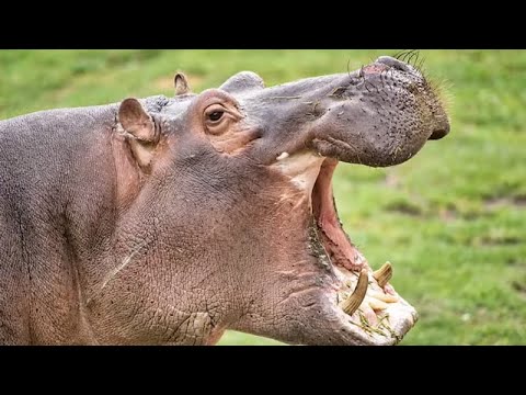 Most Unexpected Animal Attacks!