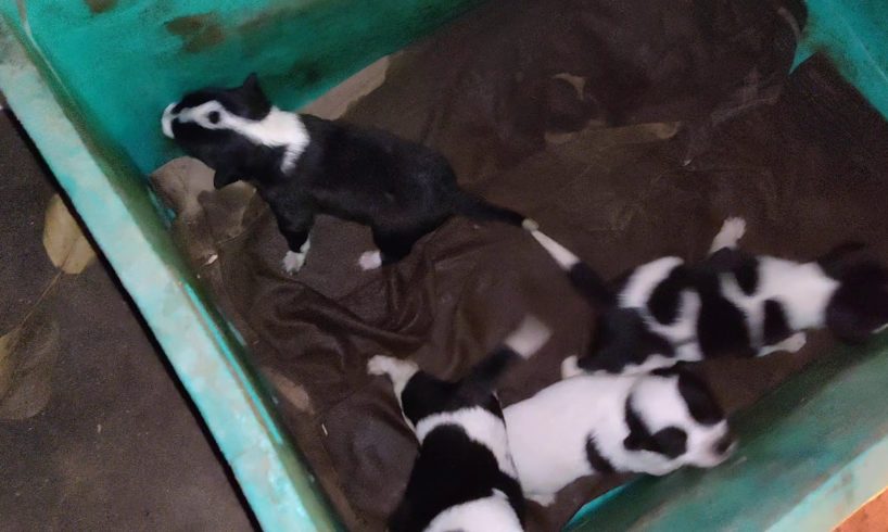 Mother dog died Cute puppies alive