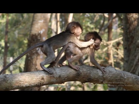 Moy & Pee are playing with their sister on tree