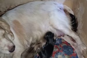 My Fields Cocker Spaniel is giving birth to 5 little cute puppies.