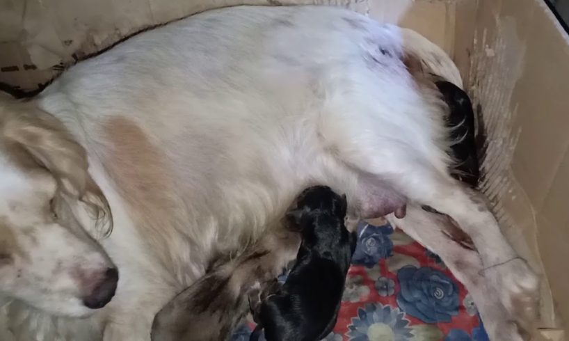 My Fields Cocker Spaniel is giving birth to 5 little cute puppies.