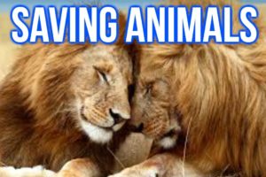 Near Death! Epic Animal Rescues!