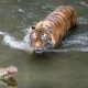 OMG! Tiger Try To Hunting Crocodile (Alligator) | Big Battle: Tiger vs Tiger | Animal Attacks #39