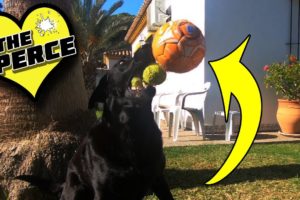 On the Nose Our Dog Playing Football