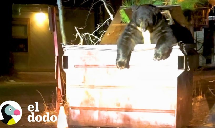 Oso gigante queda atorado en un basurero | El Dodo