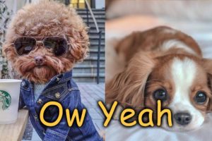 Ow Yeah ? Funny And Cute Puppies Compilation #03 ? | Cutest Dogs 2020