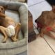 Paralyzed Dog Was Thrown Out of Car Learns To Run Again