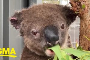 Paul the koala makes miraculous recovery after rescue from Australian bushfire l GMA Digital