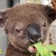 Paul the koala makes miraculous recovery after rescue from Australian bushfire l GMA Digital