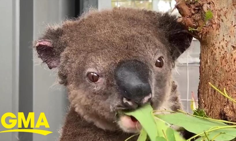 Paul the koala makes miraculous recovery after rescue from Australian bushfire l GMA Digital