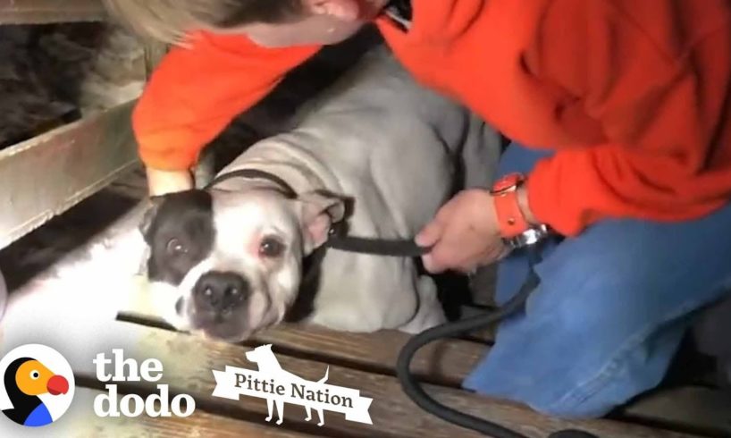People Find PIT BULL Chained in the Basement of New Home | The Dodo Pittie Nation