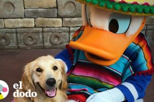 Perrita ama ir a Disney World | El Dodo