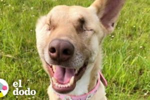 Perrita ciega no tiene impedimentos para ser feliz | El Dodo