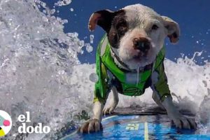 Perrita encontrada en un estacionamiento aprende a surfear | El Dodo