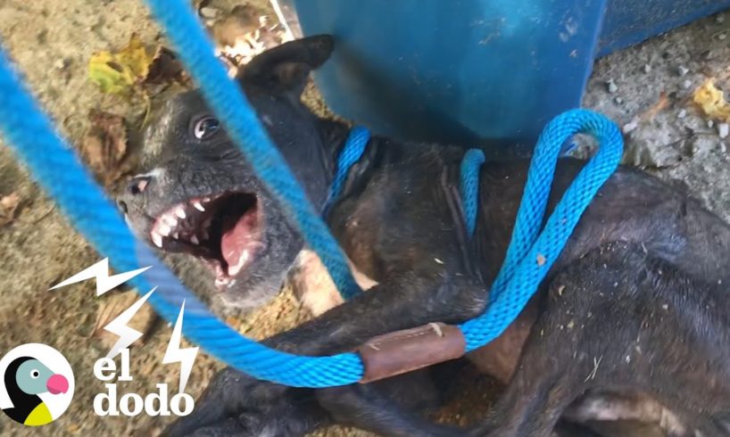 Perrito aterrado por fin recibe el amor que merece | El Dodo