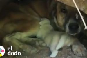 Perritos son rescatados de un drenaje | El Dodo