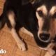 Perro de India viaja a su nuevo hogar en Los Angeles | El Dodo