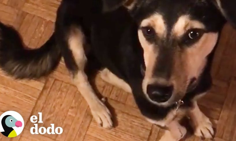 Perro de India viaja a su nuevo hogar en Los Angeles | El Dodo