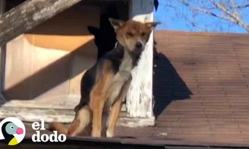 Perro hambriento estaba atascado en una casa abandonada | El Dodo