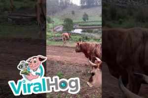 Pet Cows Playing Around || ViralHog