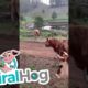 Pet Cows Playing Around || ViralHog