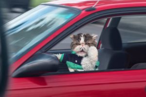 Pet Peeves - Driving