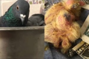 Pigeon Was Rescued and Released, Kept Coming Back and Give Eggs