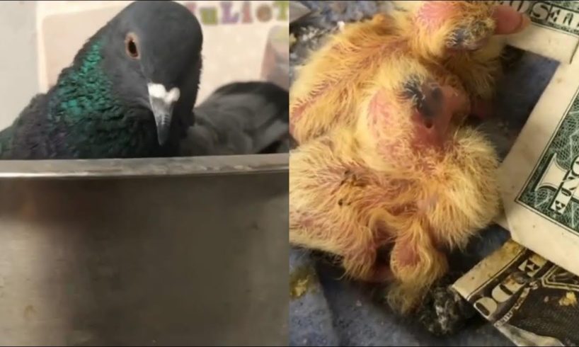 Pigeon Was Rescued and Released, Kept Coming Back and Give Eggs