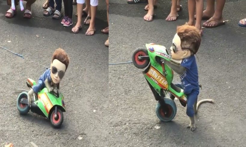 Play Joker Street / Too Cutest Funny Monkey Animal Compilation 2020 Video
