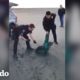 Policías rescatan a una foca de una malla de pesca | El Dodo
