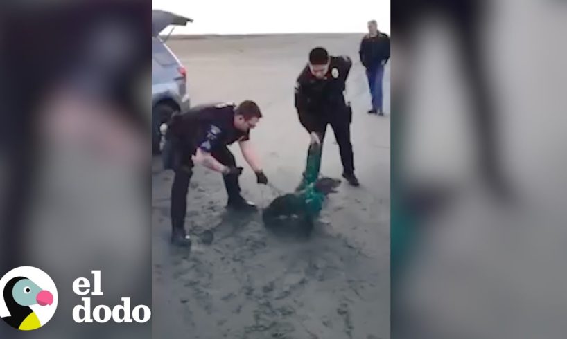 Policías rescatan a una foca de una malla de pesca | El Dodo